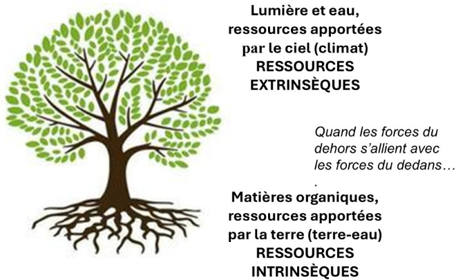l'arbre des ressources